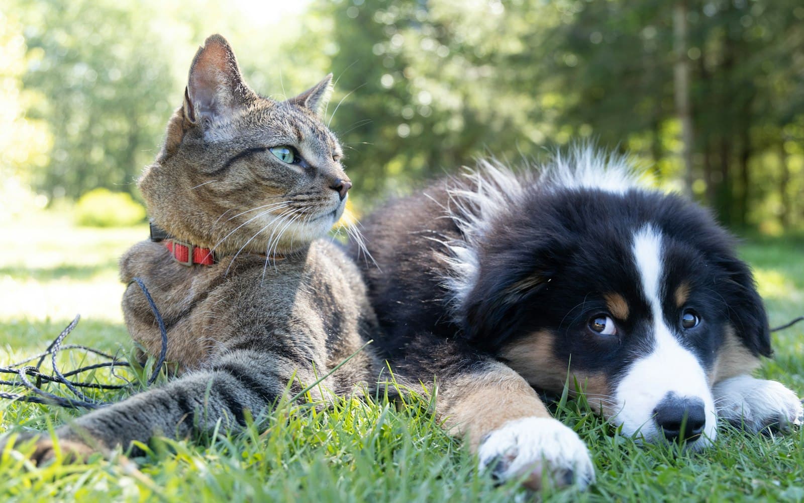 Un gato y un perro descansan juntos en el pasto